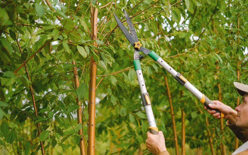 Tree trimming in Manilla, IA
